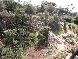 Pidurutalagala Mountain peak and vicinity
